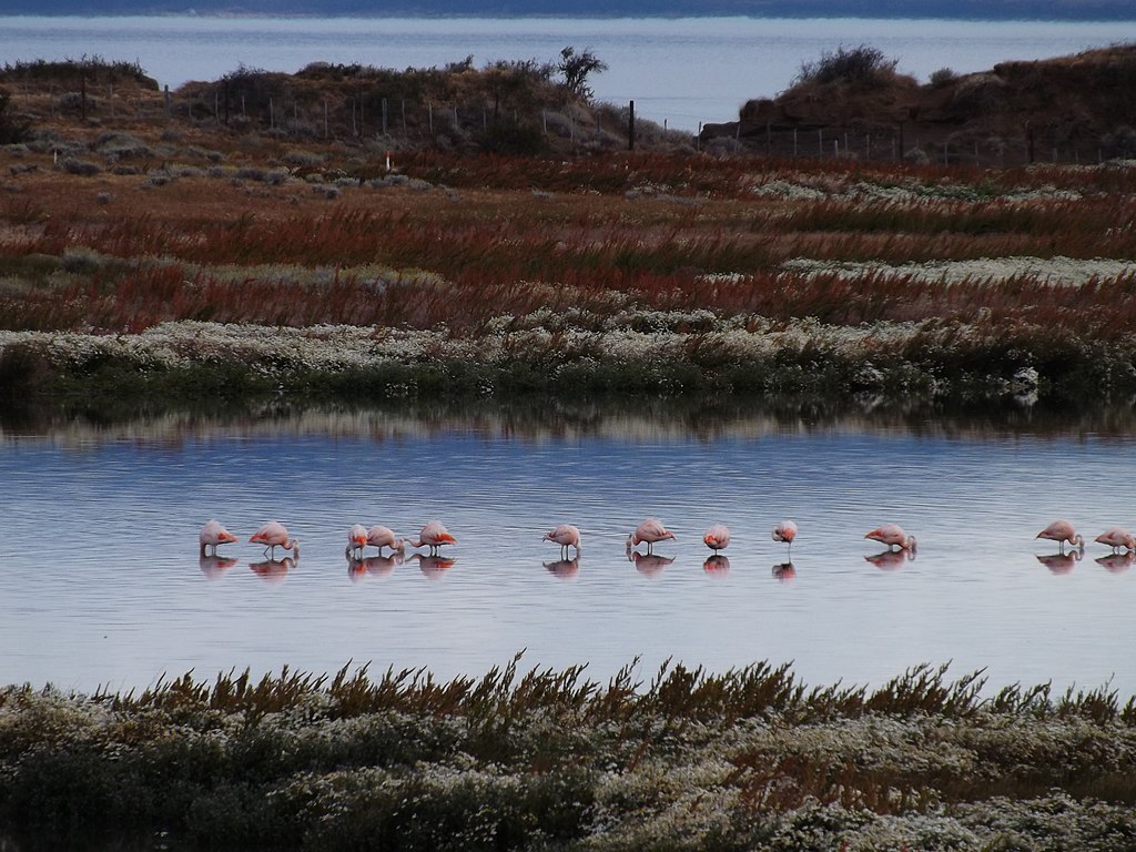 Laguna_Nimez_-_panoramio